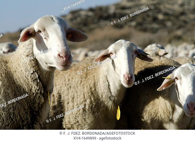 Livestock in Monegros  Aragon, Spain