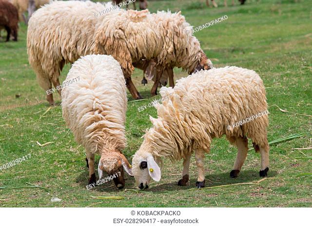 twin sheeps at grass field