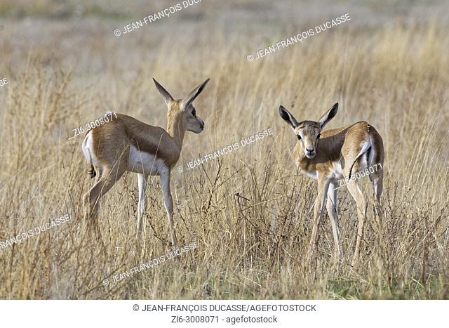 Young springboks (Antidorcas marsupialis), in high dry grass, Etosha National Park, Namibia, Africa