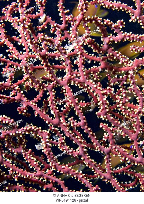 Splendid knotted fan coral Acabaria splendens Ras Za'atar, Ras Mohamed National Park, Sharm El Sheikh, South Sinai, Red Sea, Egypt