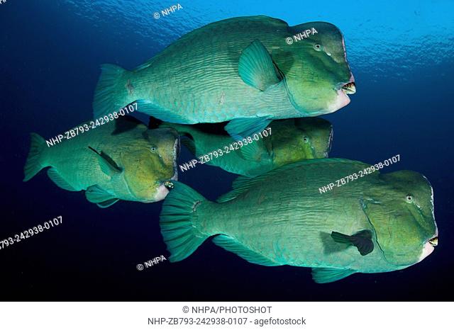 Large school of bumphead parrotfish: Bulbometopon muricatum, found around the liberty wreck, Bali