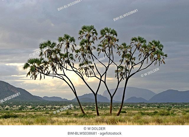 doum palm Hyphaene thebaica, single tree in semi-desert, Kenya, Samburu Np
