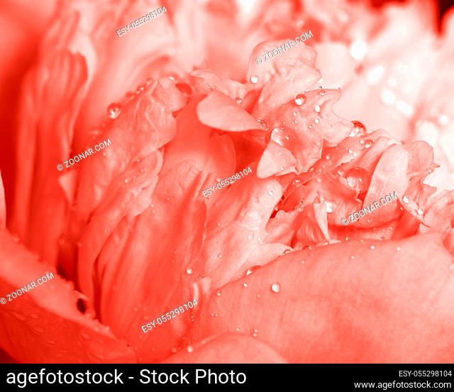 Natural pattern of peony petals with clean water drops in a trendy color of the year 2019 Living Coral pantone. Floral background. Macro photo