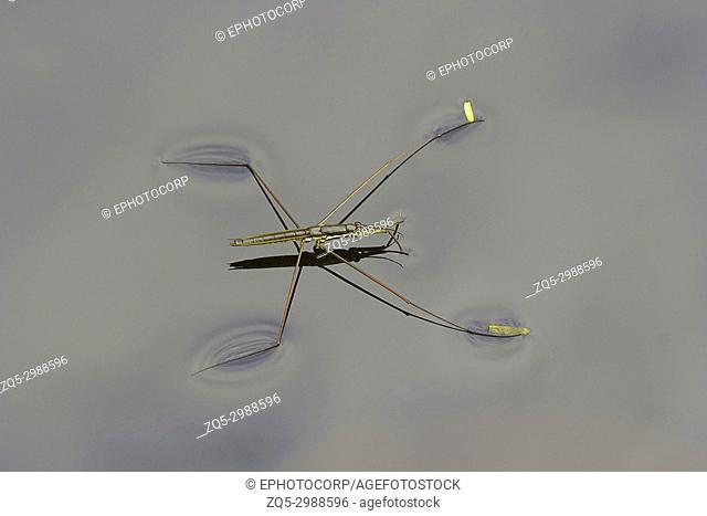 Water skipper, Gerridae, Hemiptera, Sanjay Gandhi National Park, Mumbai, Maharashtra, India