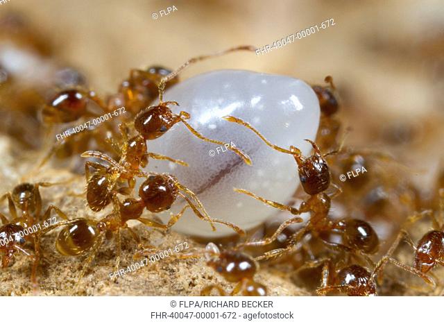 Mediterranean Dimorphic Ant (Pheidole pallidula) adults, workers tending large larvae of sexual generation in nest, Ile St