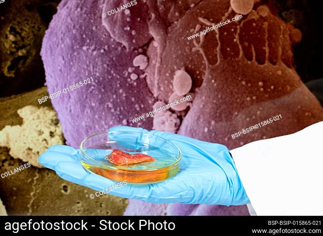 Hand presenting a meat sample obtained from stem cells in front of a computer screen with an image of a stem cell using a scanning electron microscope