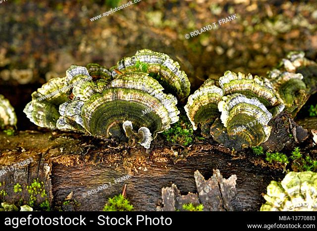 Trameten (Trametes) a genus of fungus from the family of stem porlings