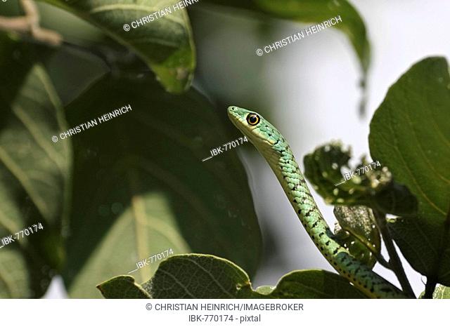 Boomslang Snake (Dispholidus typus), Savuti, Chobe National Park, Botswana, Africa