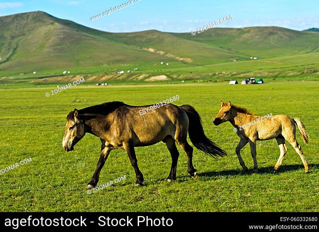 Stute mit Fohlen weiden auf Grasland im Orchon-Tal, Mongolei / Mare with colt on a pasture in the Orkhon Valley , Mongolia