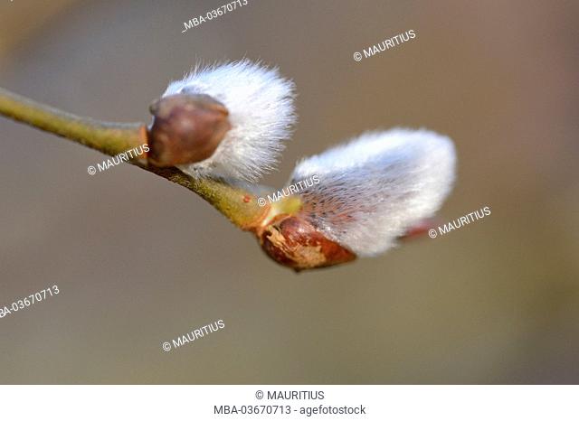 common sallow, Salix caprea, blossom