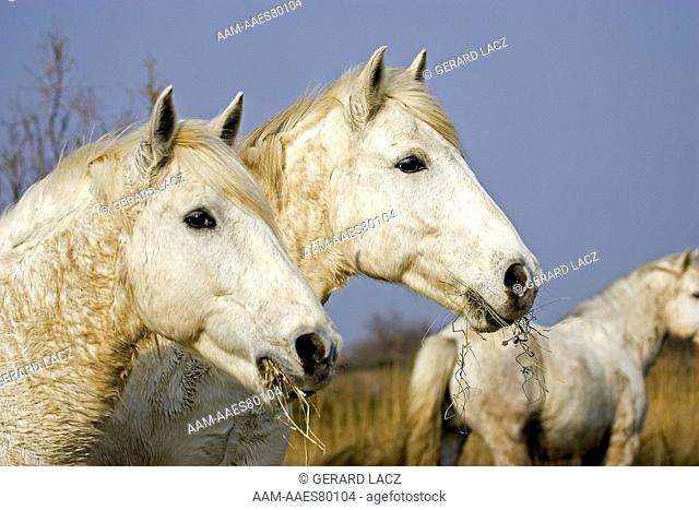 Camargue Horse, Herd standing in Swamp, Saintes Marie de la Mer in South East of France