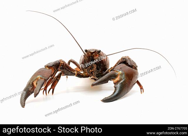 river crab isolated on white background
