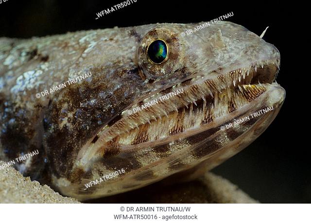 Lizardfish, Synodus dermatogenys, Red Sea Aqaba, Jordan