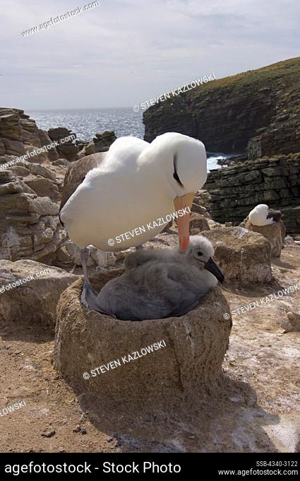 Falkland Islands, New Island, Black-browed albatross (Diomedea melanophris), adult with chick on nest