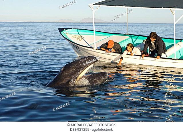 baleine grise Gray Whale Eschrichtius robustus Order: Cetacea Suborder: Mysticeti Family: Eschrichtiidae