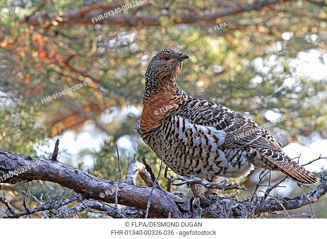 Western Capercaillie (Tetrao urogallus) adult female, perched on branch at lek, Cairngorms N.P., Highlands, Scotland, February