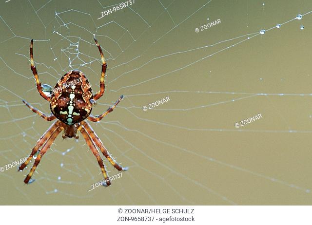 Gartenkreuzspinne, in der Regel wird das Maennchen direkt nach der Paarung gefressen - (Foto Weibchen) / European Garden Spider