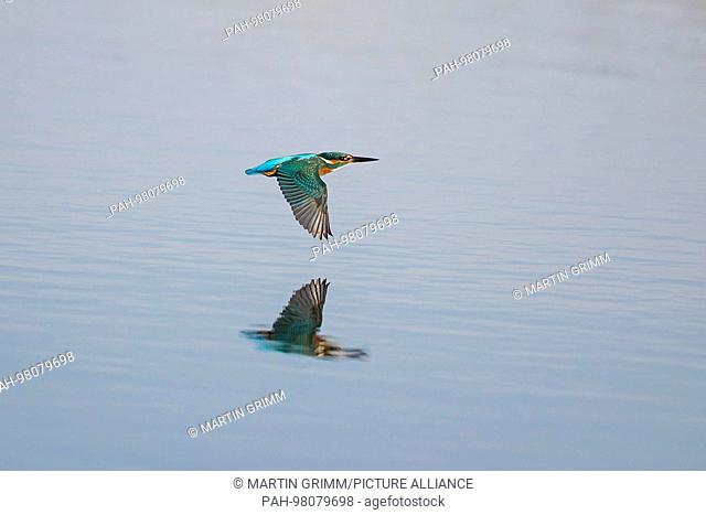 Common Kingfisher (Alcedo atthis) flight shot over water, Hesse, Germany | usage worldwide. - /Hessen/Germany