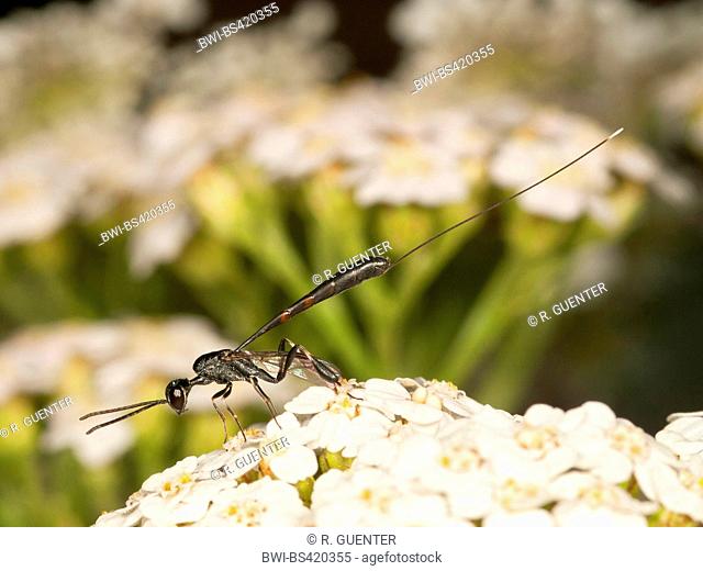 gasteruptid wasp (Gasteruption tournieri), Female foraging on Common Yarrow (Achillea millefolium), Germany