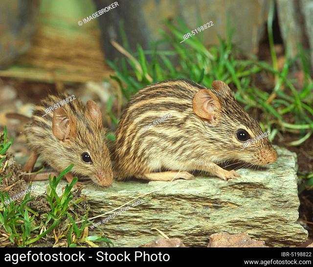 Striped grass mice (Lemniscomys barbarus)