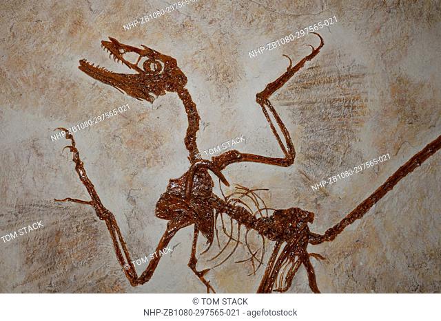 Microraptor fossil, a Feathered Dinosaur, the early Cretaceous Period from China