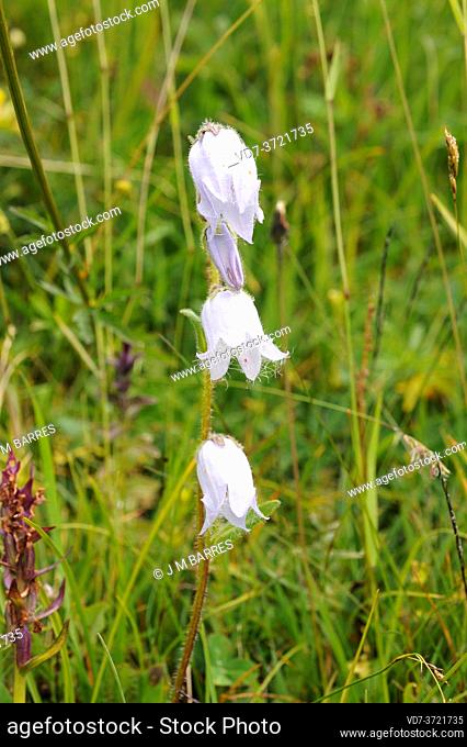 Bearded bellflower (Campanula barbata) is a perennial herb native to Central Europe. This photo was taken in French Alps