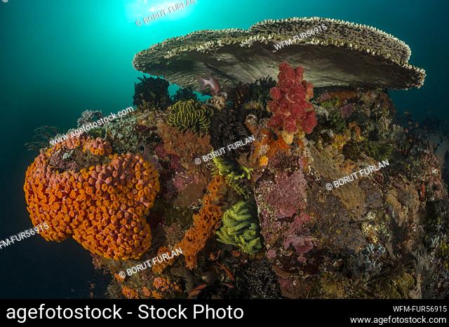 Colored Coral Reef, Tubastrea faulkneri, Komodo, Indonesia