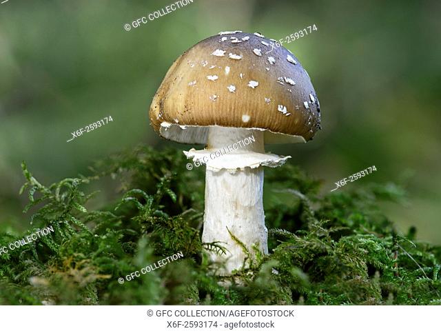 Panter cap (Amanita pantherina), Amanita family (Amanitaceae), symbiotic mushroom, deadly poisonous, Versoix, Canton Geneva, Switzerland