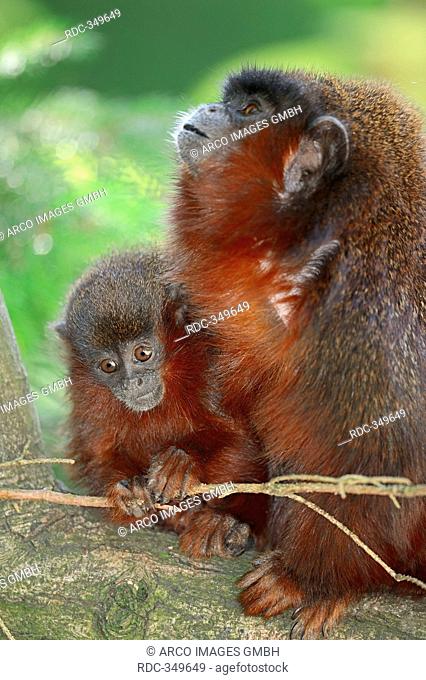 Red Titi, female with young / Callicebus cupreus / Titi Monkey
