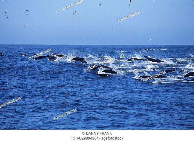 Northern right whale dolphin Lissodelphis borealis porpoising, Monterey Bay, California, USA, Pacific Ocean, National Marine Sanctuary