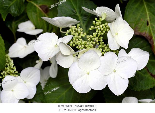Flowers of the Bigleaf Hydrangea, French Hydrangea, Lacecap Hydrangea, Mophead Hydrangea, Penny Mac and Hortensia (Hydrangea macrophylla), Botanical Garden