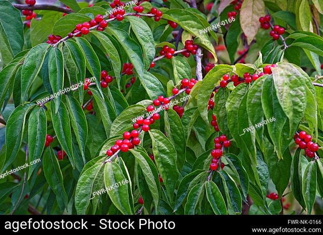 Amur honeysuckle, Lonicera maackii, Mass of small red berries growing outdoor