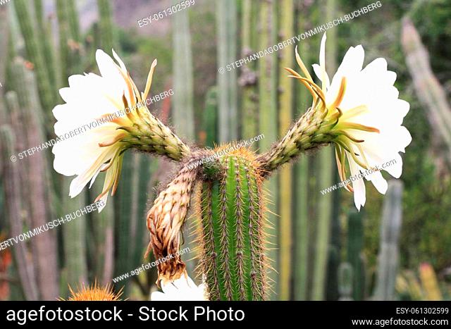 cactus echinopsis spachiana