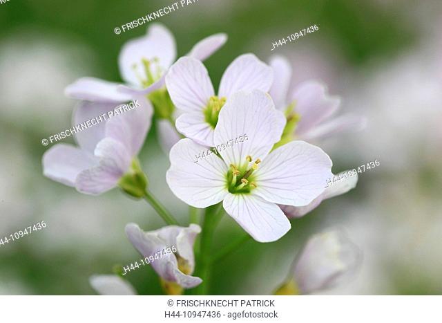 Flower, blossom, flourish, flower center, Cardamine pratensis, macro, close-up, plant, Switzerland, lady's smock, cuckoo flower, macro, pink, white