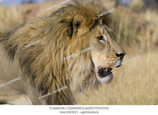 Portait of male lion (Panthera leo), Okonjima Nature Reserve, Namibia