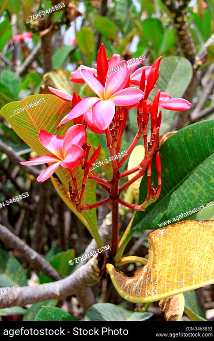 Red magnolia flower on the tree, Thailand