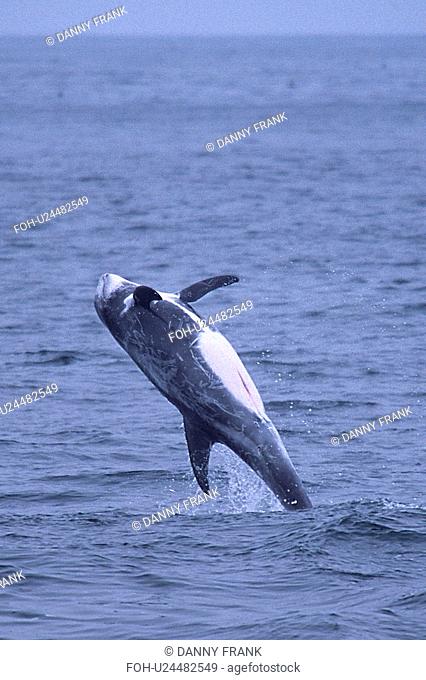 Risso's dolphin Grampus griseus breaching, Monterey Bay, California, USA
