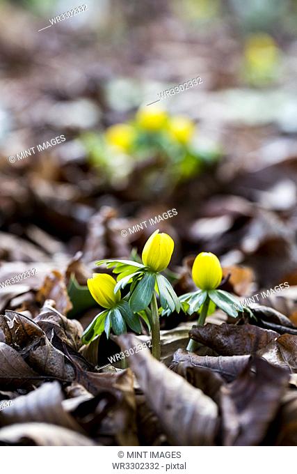 A garden in winter, small yellow aconites flowering in the bark and fallen leaves
