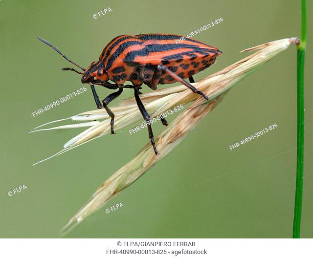 Red-and-black Striped Shieldbug Graphosoma italicum adult, resting on grass, Cannobina Valley, Piedmont, Northern Italy, july
