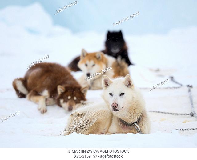 Sled dog during winter in Uummannaq in the north west of Greenland. Dog teams are still draft animals for the fishermen of the villages and stay all winter on...