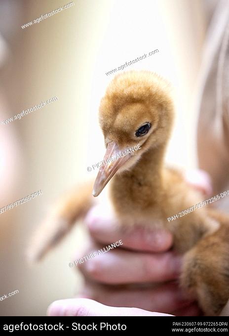 07 June 2023, North Rhine-Westphalia, Cologne: An animal keeper holds the hand-reared snow crane chick in his hands. Two snow cranes have hatched at Cologne Zoo