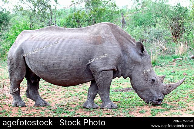 Breitmaulnashorn im Kruger Nationalpark, Südafrika, Breitlippennashorn, white rhinoceros, Ceratotherium simum