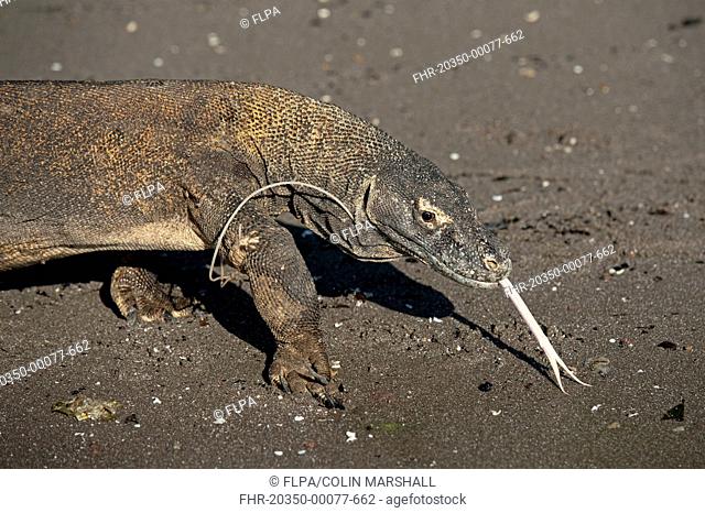 Komodo Dragon (Varanus komodoensis) adult, flicking forked tongue, with plastic attached to leg, walking on beach, Komodo N.P