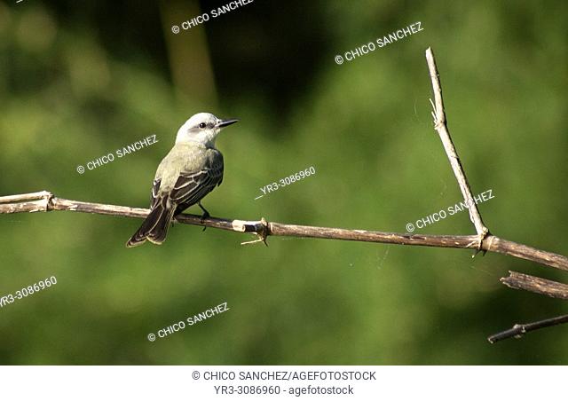 A bird perches on a trunk in the Tzendales River in the Montes Azules Biosphere Reserve in Chiapas, Mexico, February 26, 2010
