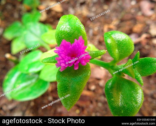 Small flower color purple beautiful delicate aroma