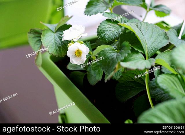 Flowering strawberry plant in a pot. Growing strawberries on the balcony, mini garden at home