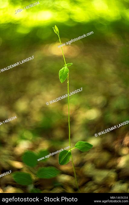 Vegetation in a fairy tale forest, close up, abstract circular bokeh