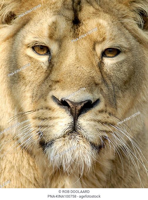Asiatic Lion Panthera leo persica - Diergaarde Blijdorp, Rotterdam, South Holland, The Netherlands, Holland, Europe