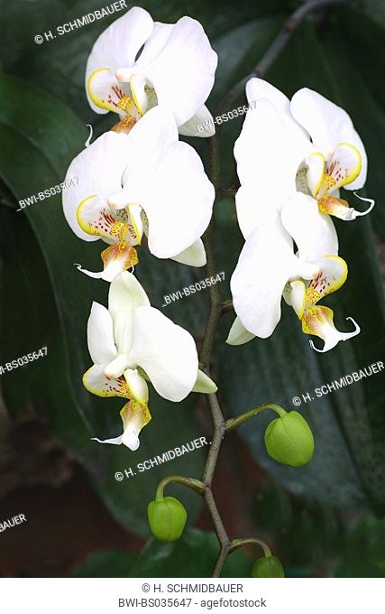 Moth orchid (Phalaenopsis-Hybride), inflorescence