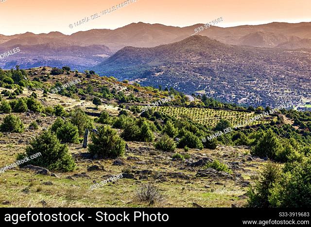 Young pines and vineyards on Merina hill and Sierra de Gredos on the background. Cebreros. Avila. Spain. Europe